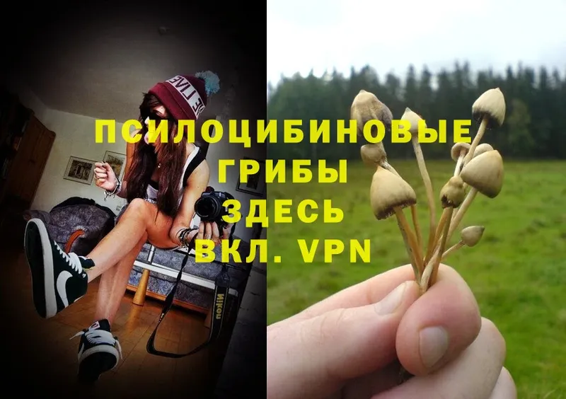 Галлюциногенные грибы MAGIC MUSHROOMS Гремячинск