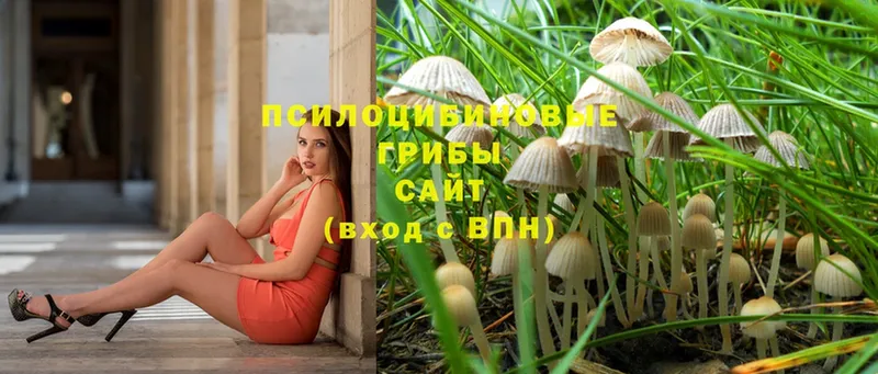 Галлюциногенные грибы Psilocybine cubensis  сколько стоит  Гремячинск 